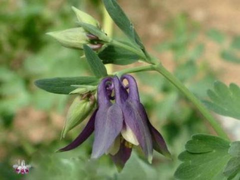   Aquilegia Viridiflora Extract 